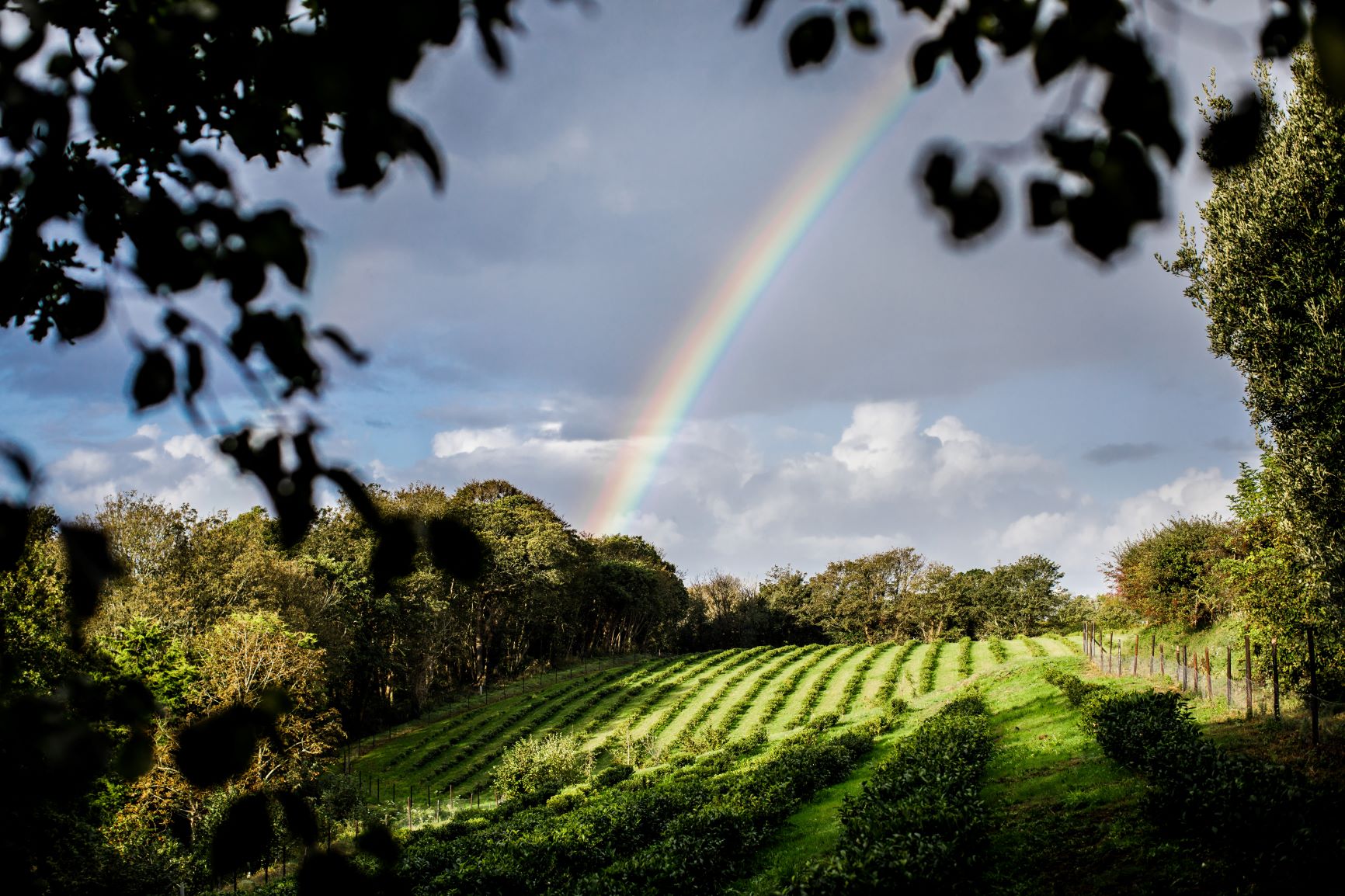Tea garden in the United Kingdom with rainbow