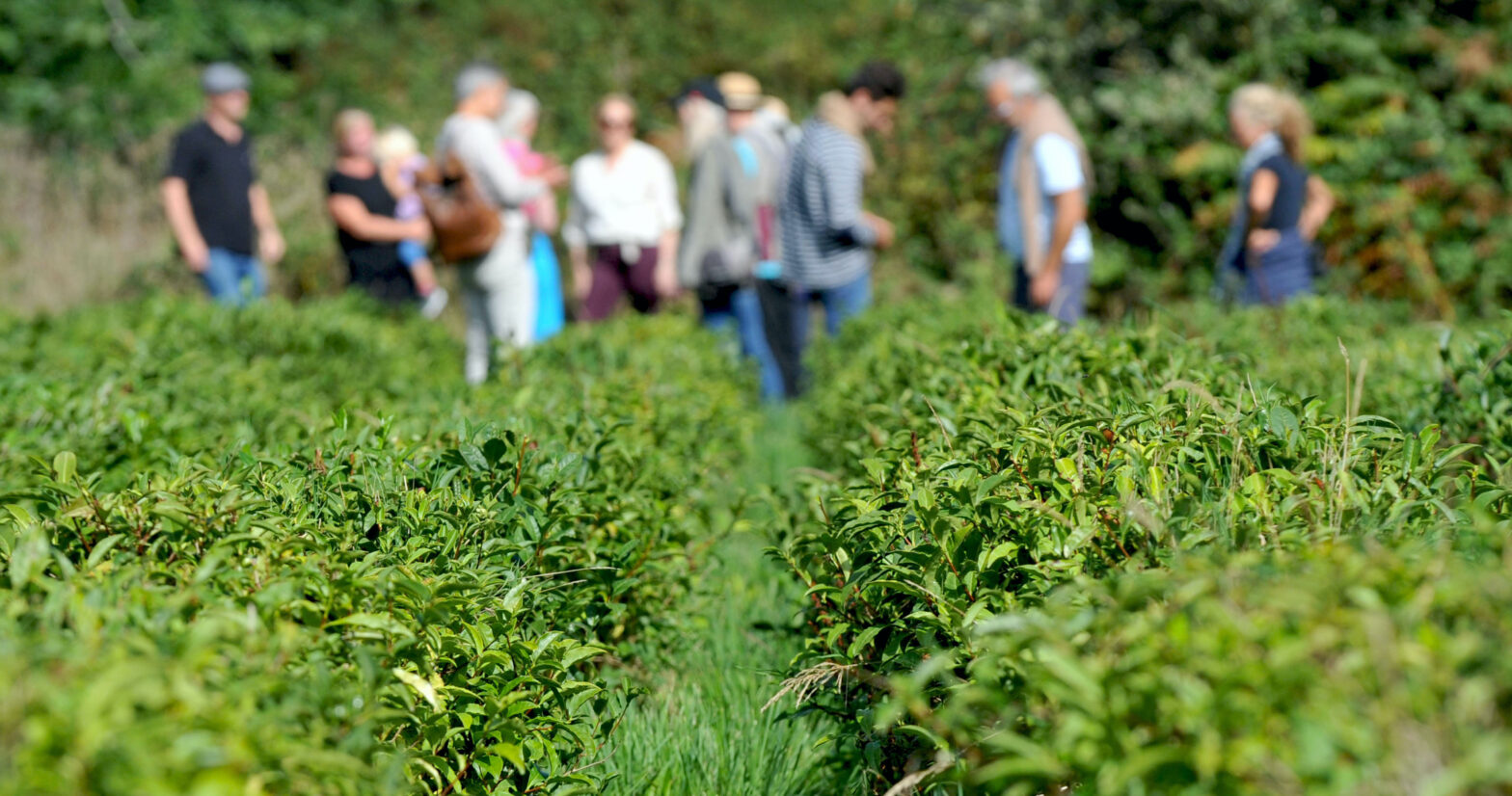 Tea Grown in Europe Association Taste what European soil has to offer